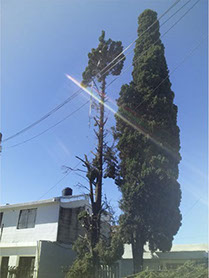 Poda Familiar JOFRÉ 