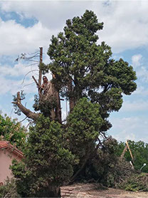 Poda Familiar JOFRÉ