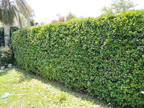 Poda Familiar JOFRÉ 