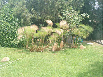 Poda Familiar JOFRÉ 